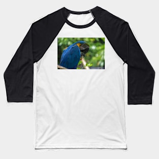 macaw parrot Baseball T-Shirt